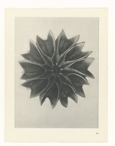 planlegge studie Archetypes of Art (serietittel) av Karl Blossfeldt