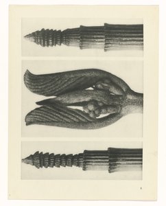 planlegge studie Archetypes of Art (serietittel) av Karl Blossfeldt