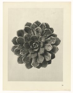 planlegge studie Archetypes of Art (serietittel) av Karl Blossfeldt