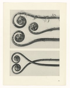 planlegge studie Archetypes of Art (serietittel) av Karl Blossfeldt