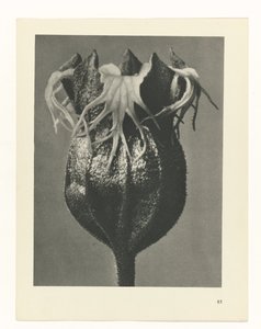 Planstudie Urformen der Kunst (serietittel) av Karl Blossfeldt