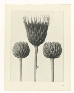 planlegge studie Archetypes of Art (serietittel) av Karl Blossfeldt