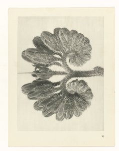 planlegge studie Archetypes of Art (serietittel) av Karl Blossfeldt