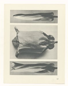 planlegge studie Archetypes of Art (serietittel) av Karl Blossfeldt
