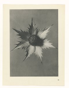 planlegge studie Archetypes of Art (serietittel) av Karl Blossfeldt