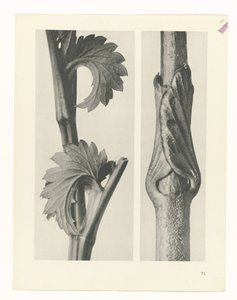 planlegge studie Archetypes of Art (serietittel) av Karl Blossfeldt