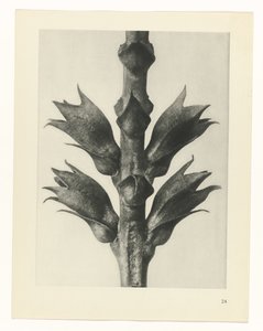planlegge studie Archetypes of Art (serietittel) av Karl Blossfeldt