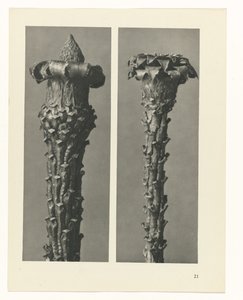 planlegge studie Archetypes of Art (serietittel) av Karl Blossfeldt