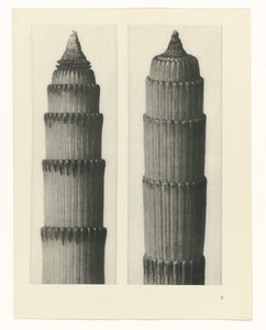 planlegge studie Archetypes of Art (serietittel) av Karl Blossfeldt