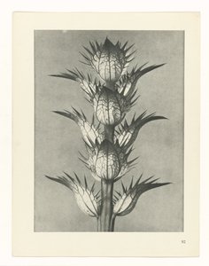 planlegge studie Archetypes of Art (serietittel) av Karl Blossfeldt