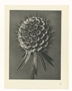 Planstudie Urformen der Kunst (serietittel) av Karl Blossfeldt