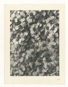 planlegge studie Archetypes of Art (serietittel) av Karl Blossfeldt