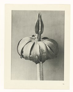 Planstudie Urformen der Kunst (serietittel) av Karl Blossfeldt