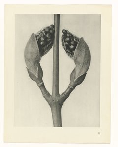 planlegge studie Archetypes of Art (serietittel) av Karl Blossfeldt