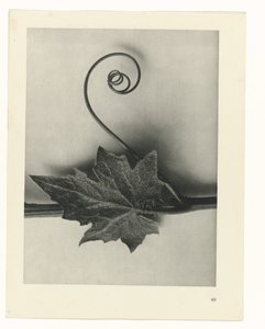 planlegge studie Archetypes of Art (serietittel) av Karl Blossfeldt