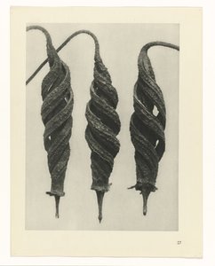 planlegge studie Archetypes of Art (serietittel) av Karl Blossfeldt