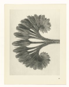 planlegge studie Archetypes of Art (serietittel) av Karl Blossfeldt
