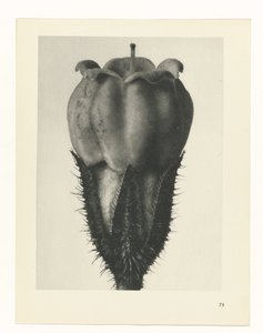 planlegge studie Archetypes of Art (serietittel) av Karl Blossfeldt