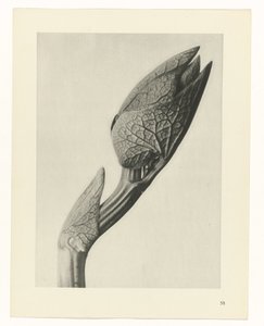 planlegge studie Archetypes of Art (serietittel) av Karl Blossfeldt