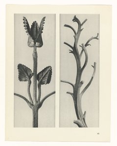 planlegge studie Archetypes of Art (serietittel) av Karl Blossfeldt