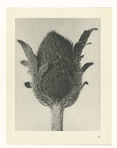planlegge studie Archetypes of Art (serietittel) av Karl Blossfeldt