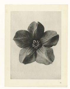 Planstudie Urformen der Kunst (serietittel) av Karl Blossfeldt