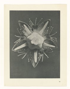 planlegge studie Archetypes of Art (serietittel) av Karl Blossfeldt