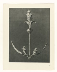 planlegge studie Archetypes of Art (serietittel) av Karl Blossfeldt