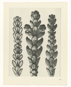 planlegge studie Archetypes of Art (serietittel) av Karl Blossfeldt