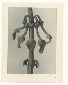 planlegge studie Archetypes of Art (serietittel) av Karl Blossfeldt