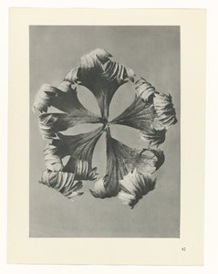 planlegge studie Archetypes of Art (serietittel) av Karl Blossfeldt