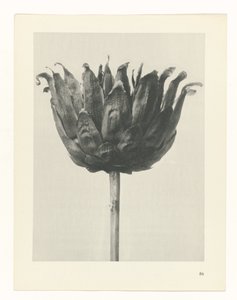 planlegge studie Archetypes of Art (serietittel) av Karl Blossfeldt