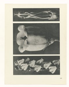 Planstudie Urformen der Kunst (serietittel) av Karl Blossfeldt