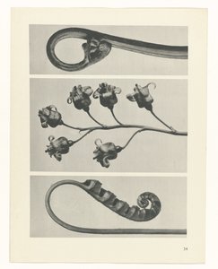 planlegge studie Archetypes of Art (serietittel) av Karl Blossfeldt