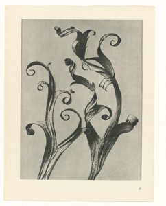 planlegge studie Archetypes of Art (serietittel) av Karl Blossfeldt