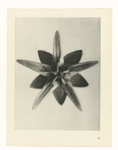 planlegge studie Archetypes of Art (serietittel) av Karl Blossfeldt