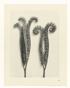 planlegge studie Archetypes of Art (serietittel) av Karl Blossfeldt