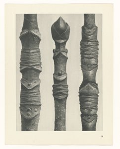 planlegge studie Archetypes of Art (serietittel) av Karl Blossfeldt