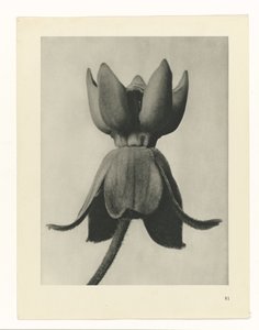 planlegge studie Archetypes of Art (serietittel) av Karl Blossfeldt