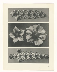 planlegge studie Archetypes of Art (serietittel) av Karl Blossfeldt