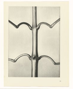 planlegge studie Archetypes of Art (serietittel) av Karl Blossfeldt