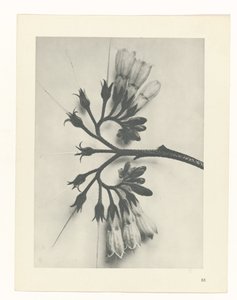 planlegge studie Archetypes of Art (serietittel) av Karl Blossfeldt