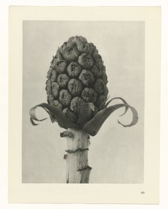 planlegge studie Archetypes of Art (serietittel) av Karl Blossfeldt