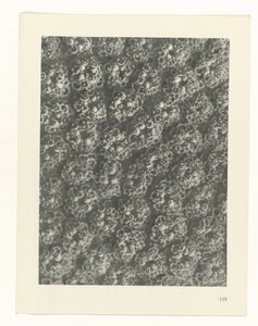 planlegge studie Archetypes of Art (serietittel) av Karl Blossfeldt