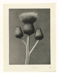 planlegge studie Archetypes of Art (serietittel) av Karl Blossfeldt