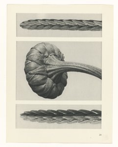 planlegge studie Archetypes of Art (serietittel) av Karl Blossfeldt