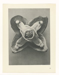 Planstudie Urformen der Kunst (serietittel) av Karl Blossfeldt