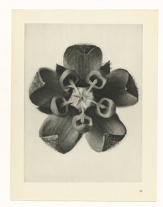 planlegge studie Archetypes of Art (serietittel) av Karl Blossfeldt