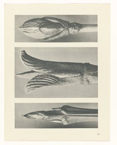planlegge studie Archetypes of Art (serietittel) av Karl Blossfeldt