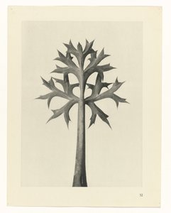 planlegge studie Archetypes of Art (serietittel) av Karl Blossfeldt
